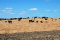 Bulls in field, Medina Sidonia, Spain. Royalty Free Stock Photo