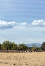 Bulls in the fields