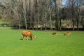 Bulls graze on a green meadow, nature. Royalty Free Stock Photo