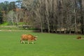 Bulls graze on a green meadow in the Park. Nature. Royalty Free Stock Photo