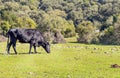 Bulls grazing Royalty Free Stock Photo
