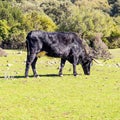 Bulls grazing Royalty Free Stock Photo