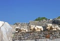 Bulls heads. Ephesus ruins. Ancient Greek city on the coast of Ionia near Selcuk Royalty Free Stock Photo