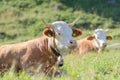 Bulls of Hereford breed lies on sunny highlands Alpine pasture