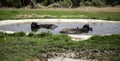 Bulls in lake