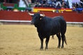 Bulls in spain running in a green landscape Royalty Free Stock Photo