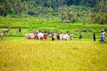 The Pacu Jawi bull racing event in West Sumatra, Indonesia.