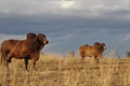 Bulls under a storm Royalty Free Stock Photo