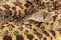 Bullsnake Closeup Royalty Free Stock Photo