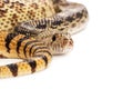 Bullsnake Coiled With Copy Space