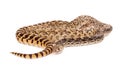 Bullsnake Coiled