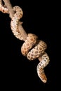 Bullsnake curled around branch Royalty Free Stock Photo