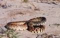 Bullsnake (Pituophis catenifer sayi)