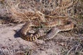 Bullsnake Royalty Free Stock Photo