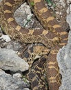 Bullsnake Pituophis catenifer sayi in Yellowstone