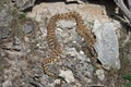 bullsnake Pituophis catenifer sayi in Yellowstone