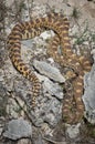 Bullsnake Pituophis catenifer sayi in Yellowstone