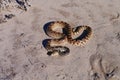 Bullsnake