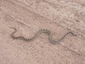 Bullsnake