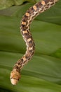 Bullsnake