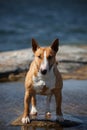 Bullterrier Royalty Free Stock Photo