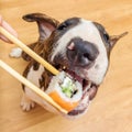 Bullterrier dog eating sushi roll from chopstick, Shallow of DOF, focus on eyes