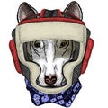 Bullterrier, dog. Portrait of cartoon animal. Boxing helmet.