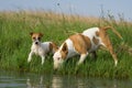 Bullterrier and Jack Russel drinking