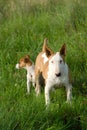 Bullterrier and Jack Russel Terrier