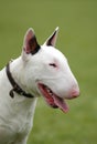 Bullterrier portrait Royalty Free Stock Photo