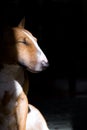 Bullterrier portrait Royalty Free Stock Photo