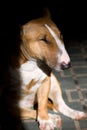 Bullterrier portrait Royalty Free Stock Photo