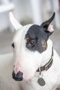 Bullterrier portrait Royalty Free Stock Photo