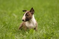 Bullterrier Puppy