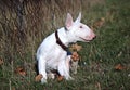 bullterrier puppy dog scratching himself