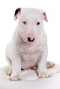 Bullterrier puppy portrait Royalty Free Stock Photo