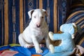 Bullterrier puppy Royalty Free Stock Photo