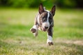 BullTerrier Royalty Free Stock Photo