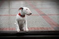 Bullterrier with sad eyes after the rain. Royalty Free Stock Photo