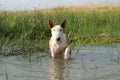 Bullterrier in water Royalty Free Stock Photo