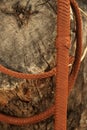 A Bullwhip hanging on a tree trunk