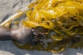 Bullwhip kelp close up on the coast of the Pacific Ocean