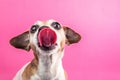 Bully dog with long tongue. Funny pe portrait on pink background Royalty Free Stock Photo