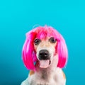Bully dog mozzle in pink wig on blue background
