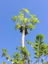 Bulr Papaya tree in Northeast Thailand Royalty Free Stock Photo
