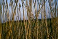 Bulrush