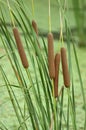 Bulrush Royalty Free Stock Photo