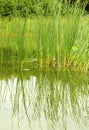 bulrush Royalty Free Stock Photo