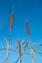 Bulrush against blue sky Royalty Free Stock Photo