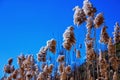 Bulrush against the blue sky. Nature. Swamp plant Royalty Free Stock Photo